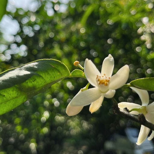 へベスの花